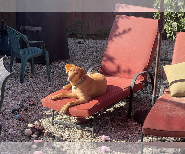 Medium Photo #3 Vizsla Puppy For Sale in Marina Del Rey, CA, USA