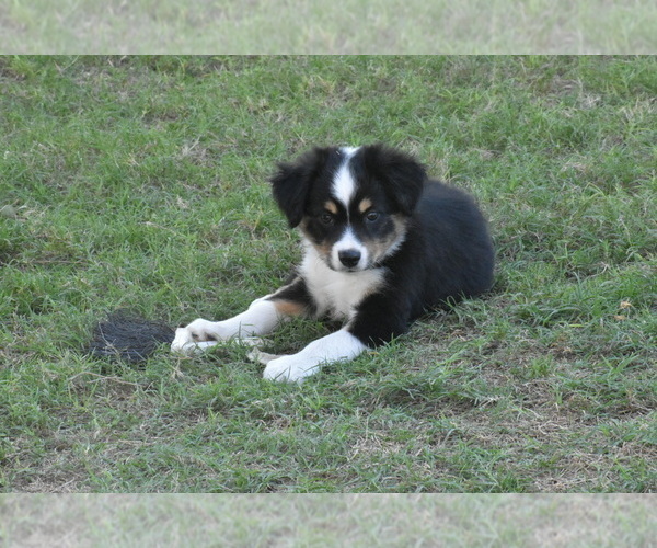 Medium Photo #2 Miniature Australian Shepherd Puppy For Sale in KYLE, TX, USA