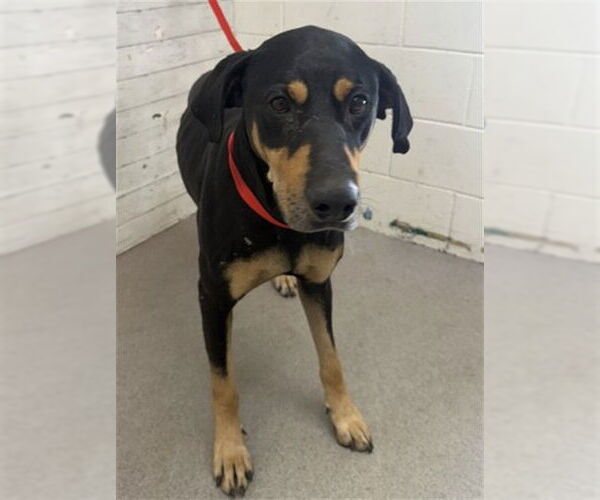 Medium Photo #1 Doberman Pinscher-Unknown Mix Puppy For Sale in San Bernardino, CA, USA