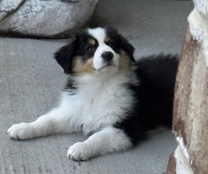 Medium Miniature American Shepherd