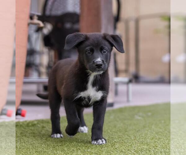 Medium Photo #4 Labrador Retriever-Unknown Mix Puppy For Sale in San Diego, CA, USA