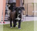 Small #3 Labrador Retriever Mix