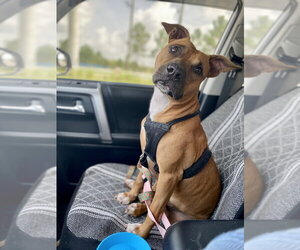 Penny - Female Black Mouth Cur-Unknown Mix Dog for Adoption - Photo #4