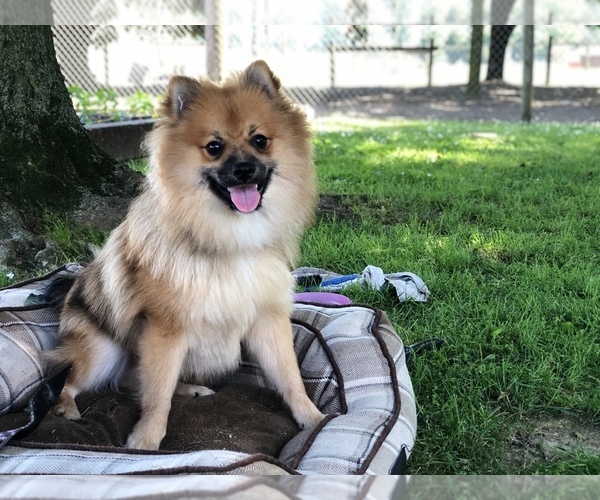 Medium Photo #4 Pomeranian Puppy For Sale in CLAY, PA, USA