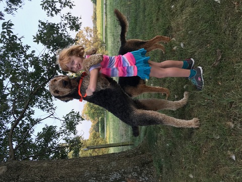 Medium Photo #1 Airedale Terrier Puppy For Sale in PERRYVILLE, MO, USA