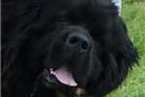 Small Photo #1 Newfoundland Puppy For Sale in JACKSON, MO, USA