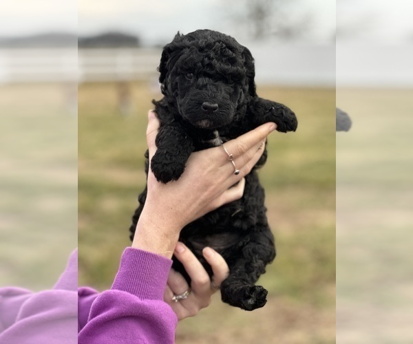 Medium Photo #2 Goldendoodle Puppy For Sale in FREDERICA, DE, USA