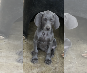 Weimaraner Puppy for sale in PLEASANTON, TX, USA