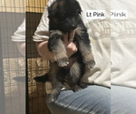 Small Photo #166 German Shepherd Dog Puppy For Sale in LA FAYETTE, NY, USA
