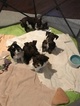 Small Photo #1 Schnauzer (Miniature) Puppy For Sale in ROYSE CITY, TX, USA