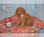Small #18 Poodle (Toy)
