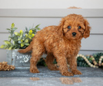 Puppy Kelani Cavapoo