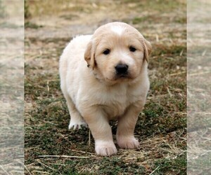 Golden Pyrenees Puppy for sale in CLAYTON, WA, USA