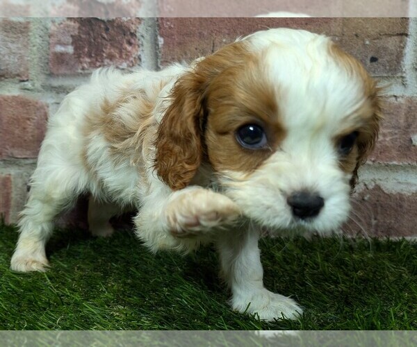 Medium Photo #1 Cavalier King Charles Spaniel Puppy For Sale in MOBERLY, MO, USA