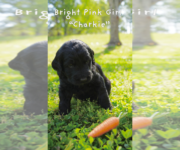 Medium Photo #14 Goldendoodle Puppy For Sale in MATTHEWS, NC, USA