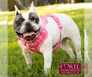 Cookie - Female French Bulldog Dog for Adoption - Photo #3