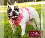 Small #2 French Bulldog