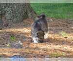 Small #12 Gerberian Shepsky