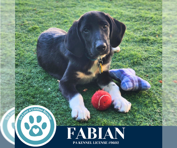 Medium Photo #2 Labrenees Puppy For Sale in Kimberton, PA, USA