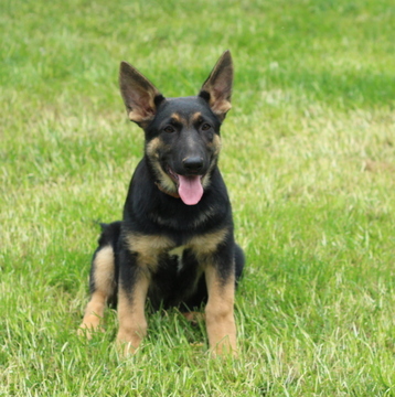 Medium Photo #1 German Shepherd Dog Puppy For Sale in GAP, PA, USA