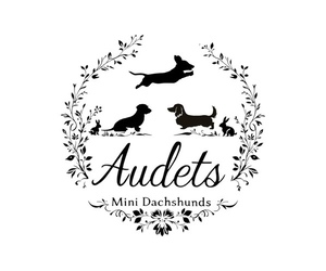 Dachshund Puppy for Sale in EAST DOVER, Vermont USA