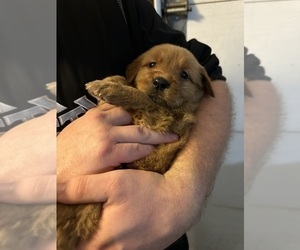 Golden Retriever Puppy for sale in WILMONT, MN, USA