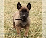 Small Belgian Malinois
