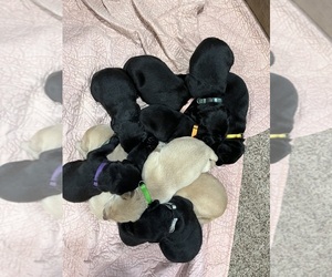 Labrador Retriever Litter for sale in DAVEY, NE, USA