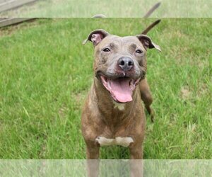 Pricilla - Female American Staffordshire Terrier-Unknown Mix Dog for Adoption - Photo #2