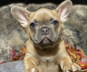 French Bulldog Puppy for sale in WAXHAW, NC, USA