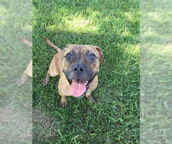 Medium Photo #1 Mutt Puppy For Sale in Grovetown, GA, USA