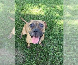 Mutt Dogs for adoption in Grovetown, GA, USA