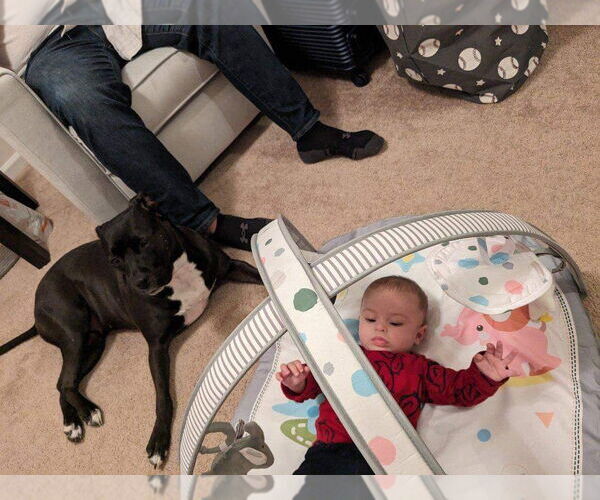 Medium Photo #13 American Pit Bull Terrier-Unknown Mix Puppy For Sale in Germantown, OH, USA