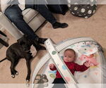 Small #12 American Pit Bull Terrier Mix