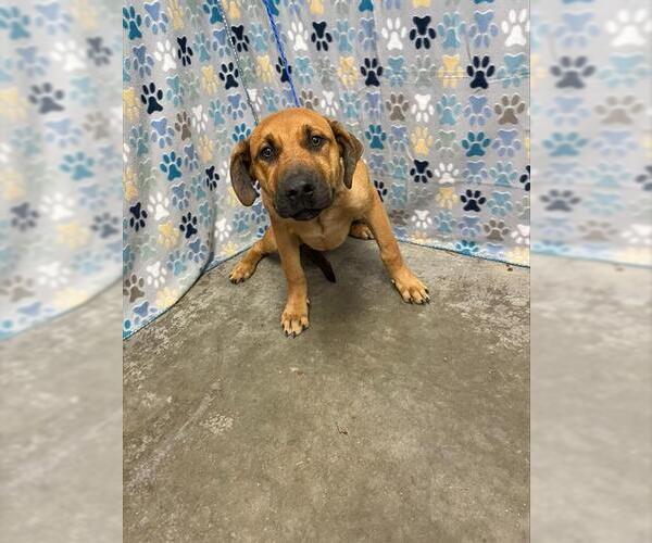 Medium Photo #1 Shepradors Puppy For Sale in Rosenberg, TX, USA