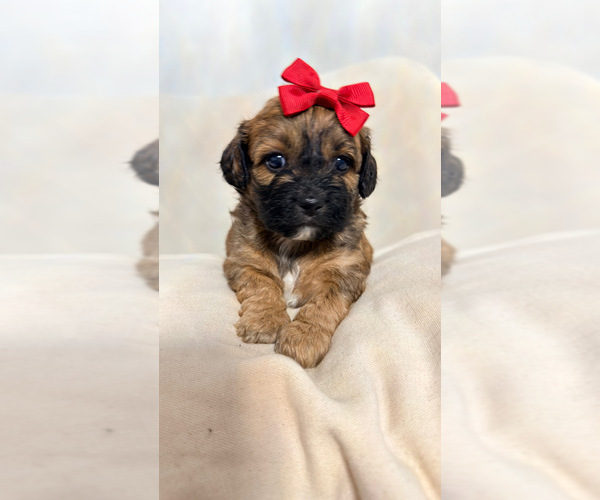 Medium Photo #1 Shih Tzu Puppy For Sale in LANCASTER, CA, USA