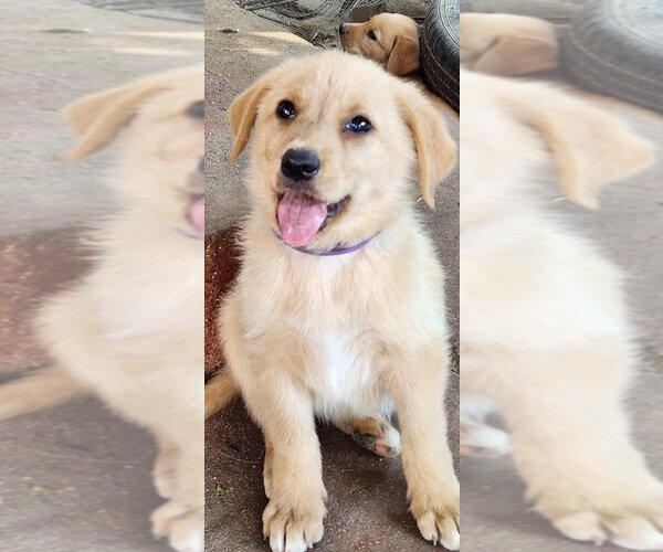 Medium Photo #1 German Shepherd Dog-Golden Retriever Mix Puppy For Sale in MODESTO, CA, USA
