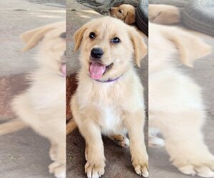 German Shepherd Dog-Golden Retriever Mix Puppy for sale in MODESTO, CA, USA