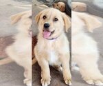 Image preview for Ad Listing. Nickname: Biscuit
