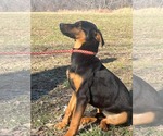 Small #8 Doberman Pinscher-German Shepherd Dog Mix