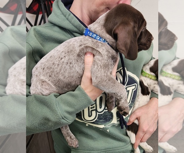 Medium Photo #3 German Shorthaired Pointer Puppy For Sale in MERIDIAN, ID, USA