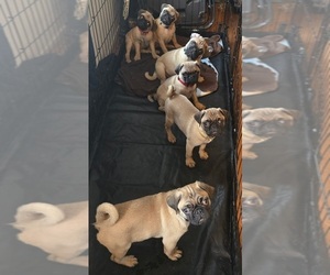 Pug Litter for sale in LOS ANGELES, CA, USA