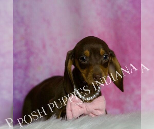 Medium Photo #32 Dachshund Puppy For Sale in WARSAW, IN, USA
