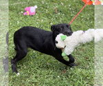 Small #2 Mutt