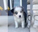 Small #3 Australian Shepherd