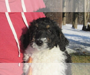 Bernedoodle Puppy for sale in BIG ROCK, IL, USA