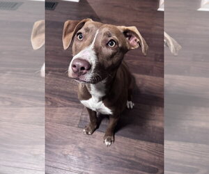 Kiwi - Female Mutt Dog for Adoption - Photo #14