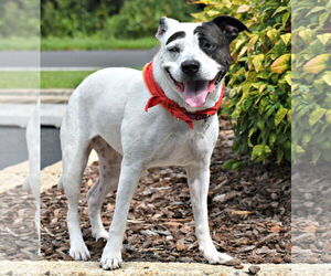 Bull Terrier-Unknown Mix Dogs for adoption in Spring Lake, NJ, USA