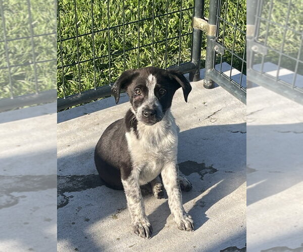 Medium Photo #1 Mutt Puppy For Sale in Bolivar, MO, USA