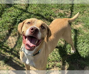 Labrador Retriever-Unknown Mix Dogs for adoption in Millersville, MD, USA
